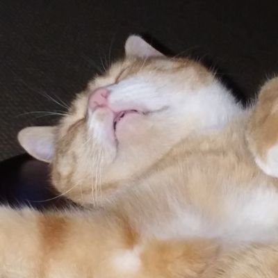 theoriginaljz55's profile picture. Live and let live!