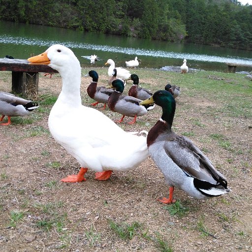 jitsugetsuki's profile picture. 囲碁愛好者の端くれ。 しわくちゃになった自尊心。 
座右の銘：囲碁はサッカー、将棋は蹴鞠…否、囲碁はセパタクロー