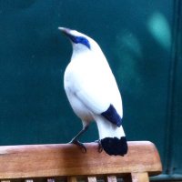 The Bird Emergency - Grant the Bird Nerd(@birdemergency) 's Twitter Profile Photo The Bird Emergency - Grant the Bird Nerd(@birdemergency) 's Twitter Profile Photo