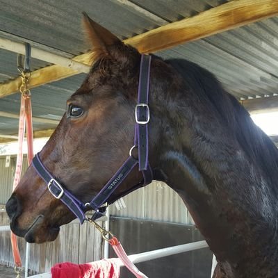 Big,old country sheila who pulls no punches. Loves family, horses and a good argument. Retweets are not endorsements, they are for discussion and interest!