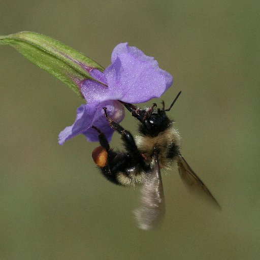 Biologist studying ecology & evolution of plant-pollinator interactions; plant mating. Professor at UW-Milwaukee #pollination #Mimulus #scicomm #bumblebee #bee