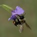 Jeff Karron (@pollinatorcons) Twitter profile photo Jeff Karron (@pollinatorcons) Twitter profile photo