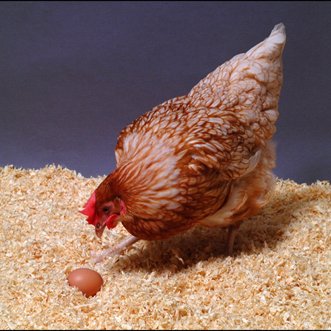 Commercialising transgenic chicken bioreactor technology for production of valuable proteins as part of Roslin Technologies