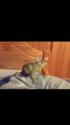 Thechameleon21's profile picture. Hi !  My name is Léon i'm veiled chameleon in good shape subscribe for me ! :) 
Roy Scotte 🇫🇷