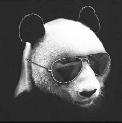 PandaShr's profile picture. (SE VOCÊ QUER SER BEM SUCEDIDO, PRECISA TER DEDICAÇÃO TOTAL, BUSCAR TAR O MELHOR DE SI PARA O MUNDO)