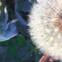 HolliesHealth's profile picture. Part-time book reviewer, somewhat of a good counselor, full-time court jester