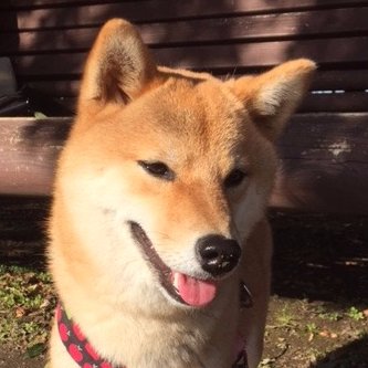 Hi, My name is Non. Call me Nonchan. Non is a usual name in Japan,specially female. i'm shibadog(shibainu).
のんちゃんです、よろしくね！