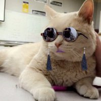 Jobangles Bojangles (@mrjobanglescat) 's Twitter Profile Photo Jobangles Bojangles (@mrjobanglescat) 's Twitter Profile Photo