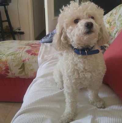 notevenposting's profile picture. `Neața