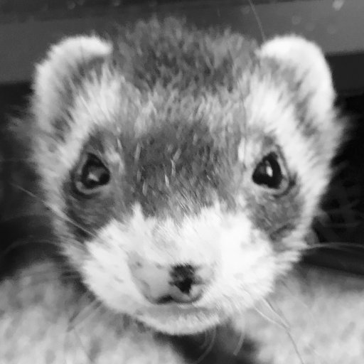 I am Paperweight, Ferret Evangelist. Molecular biologist and geneticist. I.T. hobbyist. 𓅃