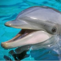 Dolphin Freedom 🐬🐬🐬 (@dolphin_free1) 's Twitter Profile