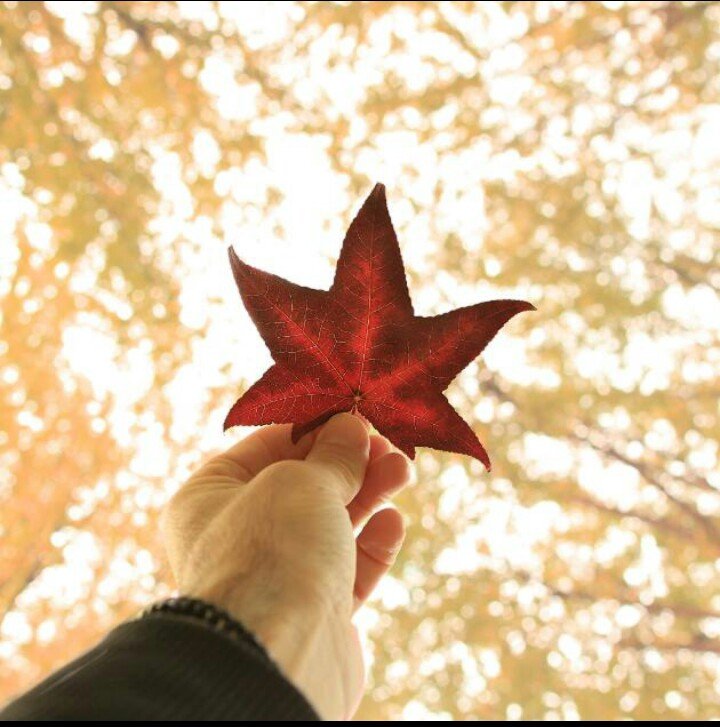 Sana söylenememiş sözler🍁