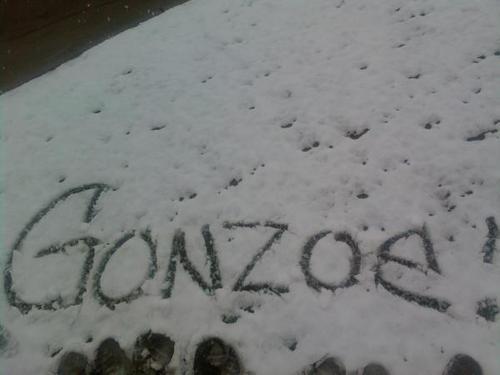 Gonzoe321's profile picture. 