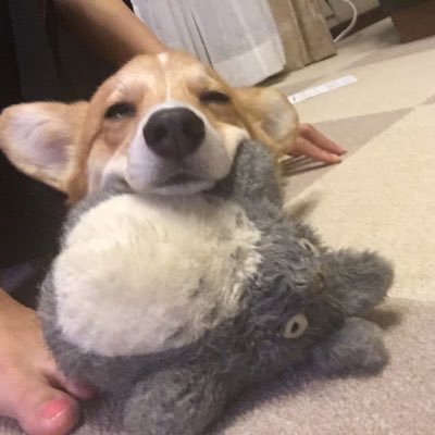 yukihana0419's profile picture. やんちゃコーギーあずき  ♀❤️2016.10.28～ (先代コーギーさくらも女の子でした🌸)気まぐれに🐶の様子をつぶやいてます꙳★*ﾟ