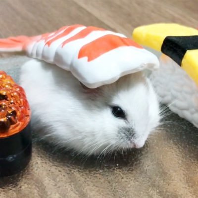 エン ドル Hamster Auf Twitter キミたち可愛いぞ ハムスター 癒し動画 癒し キュート Family ほのぼの のんびり まったり ベビハム Animal T Co Yyecda7pnd