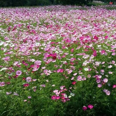 세월호로 인해 알게된 트위터. 너무나 많은 우리사회의 문제점들도 더불어 알게되네요. 제가 할수 있는 일이 있다면 작은것부터 행동해보겠습니다!