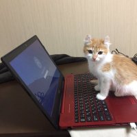 猫カフェみーちゃみーちょ(@miciamicio_neko) 's Twitter Profile Photo