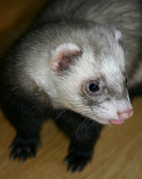 Ferret blogger