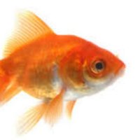 Goldfish (@slug) 's Twitter Profile