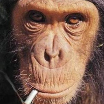 チンパンジー No Twitter おれの笑顔可愛いと思ったやつ挙手卍 この顔おれの 恐怖の表情 やねん 歯を大きくむき出して見せるこの表情はさ グリマス しかめっつら と言ってゆーねん 俺より強いチンパンジーに見せる 敵意がないことを示す服従の表情やねん チンパンジー No Twitter おれの笑顔可愛いと思ったやつ挙手卍 この顔おれの 恐怖の表情 やねん 歯を大きくむき出して見せるこの表情はさ グリマス しかめっつら と言ってゆーねん 俺より強いチンパンジーに見せる 敵意がないことを示す服従の表情やねん