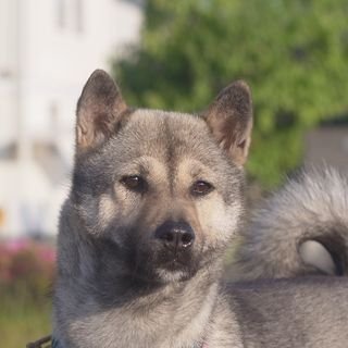 知多之浦庵 友達わんこ コタロー君 雑種 雄 紀州犬 小型犬 雑種 ミックス犬 知多之浦庵 友達わんこ コタロー君 雑種 雄 紀州犬 小型犬 雑種 ミックス犬