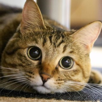 furusato7716's profile picture. 世の中の面白いネタやトレンドをリツイートしてます。世界が平和でありますように^^