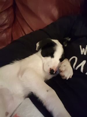 jasdemanincor's profile picture. Primary school teacher in South West Sydney. All views expressed are my own.