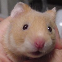 しゃんぷう (@beorjeeiombrgde) 's Twitter Profile Photo