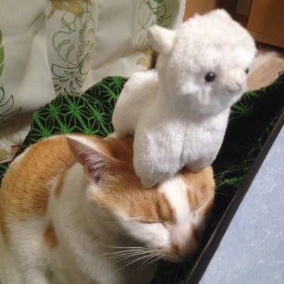 じゅうしい みかん トラブルバズーカ Wind Cook Twitter じゅうしい みかん トラブルバズーカ Wind Cook Twitter