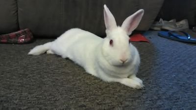 I love rabbits (Oryctolagus-cuniculus ) herbivore
MERICA DOING AMERICA THINGS.
love America
Honor the UNITED STATES CONSTITUTION