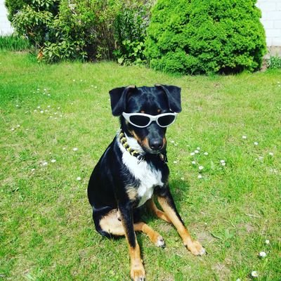 _Sara_cool_'s profile picture. Ich mag Hunde 😂🐶😍💖❤