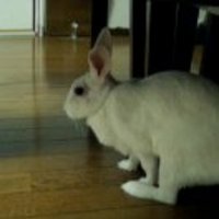 Hirachan 7875🐇🐰 (@hirachan_7875) 's Twitter Profile Photo Hirachan 7875🐇🐰 (@hirachan_7875) 's Twitter Profile Photo