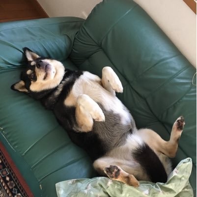 87baron863's profile picture. 愛犬、車、高校野球が好きです