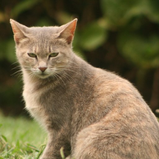 ウォーリアーズで学ぶ英語 Menacing 形 威嚇するような A Voice Meowed Behind Him Firm And Menacing 彼の後ろで声がした はっきりと威嚇するような声で Menace 名 で脅威 これもwarriors頻出単語です