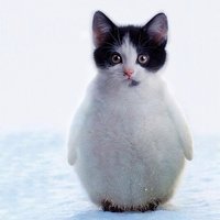 きゅ～とあにもー♡ (@kawanimales) Twitter profile photo