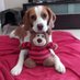 baileyC (@mickandlozzie) Twitter profile photo baileyC (@mickandlozzie) Twitter profile photo