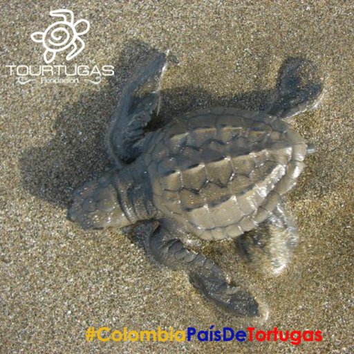 FundaTourtugas's profile picture. Creemos en la educación ambiental  como estrategia para la protección de las Tortugas Marinas, y reducción de la mascotización de las Tortugas Continentales