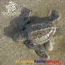 FundaTourtugas's profile picture. Creemos en la educación ambiental  como estrategia para la protección de las Tortugas Marinas, y reducción de la mascotización de las Tortugas Continentales