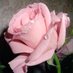صدى الحرف (@zf7w7niqcs5mvqb) Twitter profile photo صدى الحرف (@zf7w7niqcs5mvqb) Twitter profile photo
