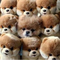 Nina Colasurdo (@ninacolasurdo1) 's Twitter Profile