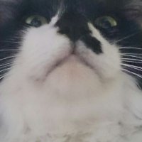 mayutama (@mayu88204750) 's Twitter Profile Photo