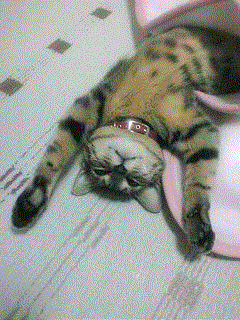 vinegar_0923's profile picture. 