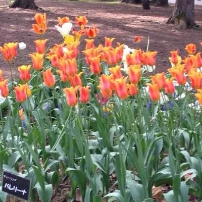 yasui_sunshine's profile picture. 札幌南／北大／ツイート頻度は気まぐれ／