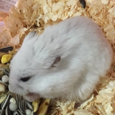 クレヨンしんちゃん、新川優愛ちゃん、好きです！ハムスター飼ってました！🐹 | フォローしていただけたら嬉しいです！