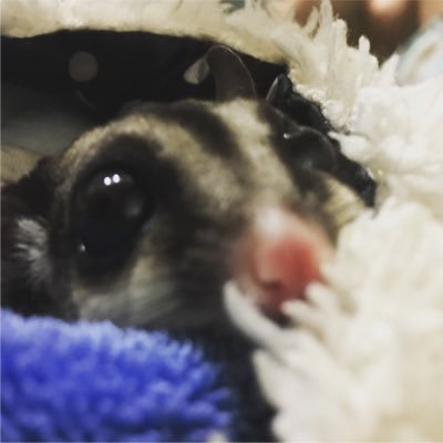 灰色修羅さんのプロフィール画像