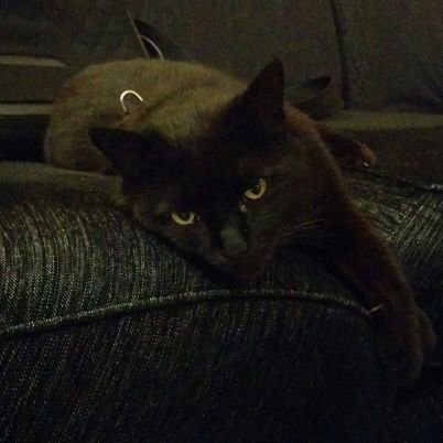 psicus78's profile picture. 