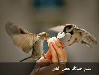 dodommss2002's profile picture. كل شي