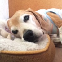 あや (@snoopaya) 's Twitter Profile Photo あや (@snoopaya) 's Twitter Profile Photo