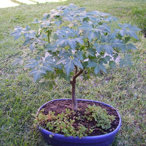 tataricoandres's profile picture. Crie una familia hermosa trabaje toda la vida y ahora solo cuido mis plantas