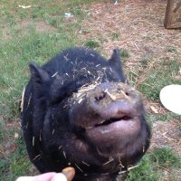 Bigly Wiggly (@bigly_wiggly) 's Twitter Profile